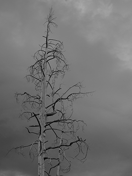 Photo: “Lone Tree”