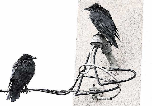 "A Whiter Shade of Pale - Wet Crows Study 1" by Patrick Doheny