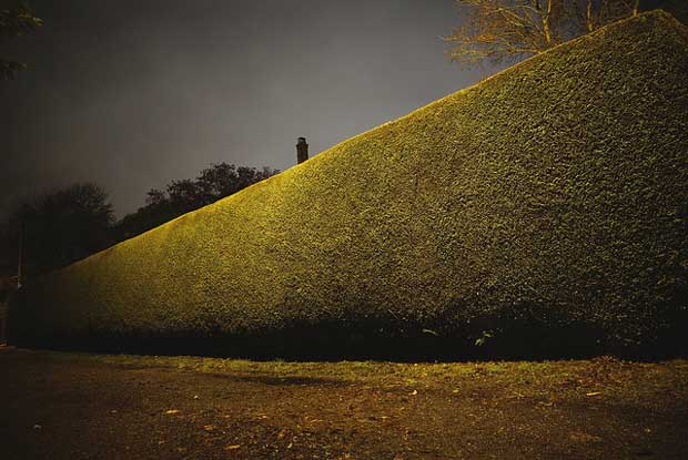 Boxwood Hedge