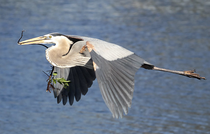 A Birder’s Eye
