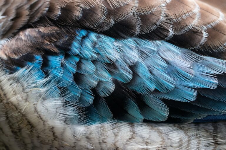Kingfisher