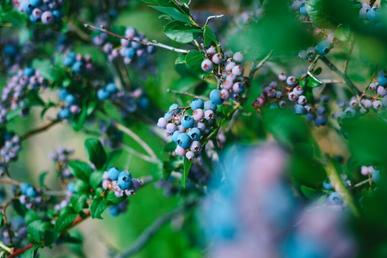 August in the blueberry patch